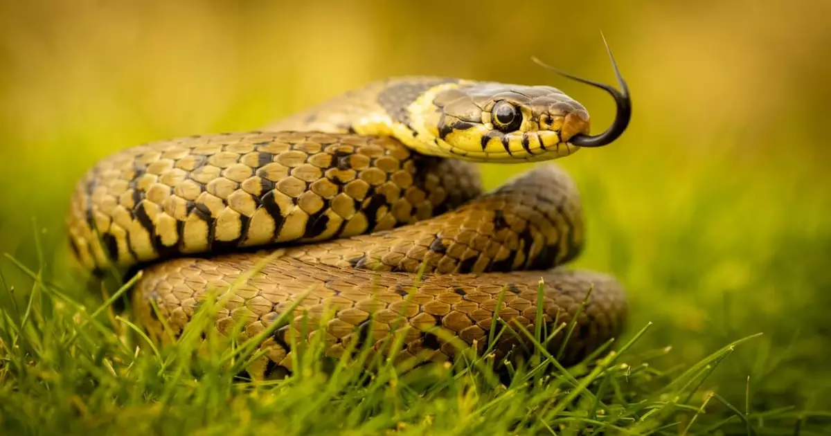 SONHAR COM COBRA: O QUE SIGNIFICA? 🐍